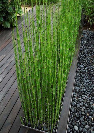EGUISETUM hyemále Robustica